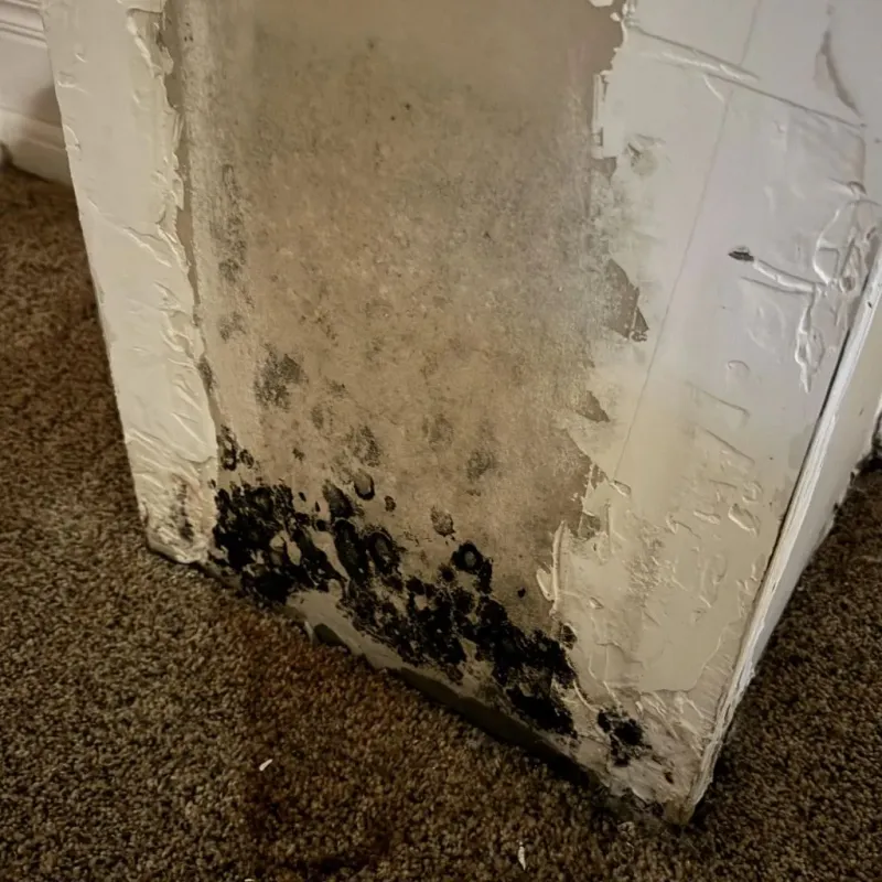 Professional Mold Removal in Genesee County, NY